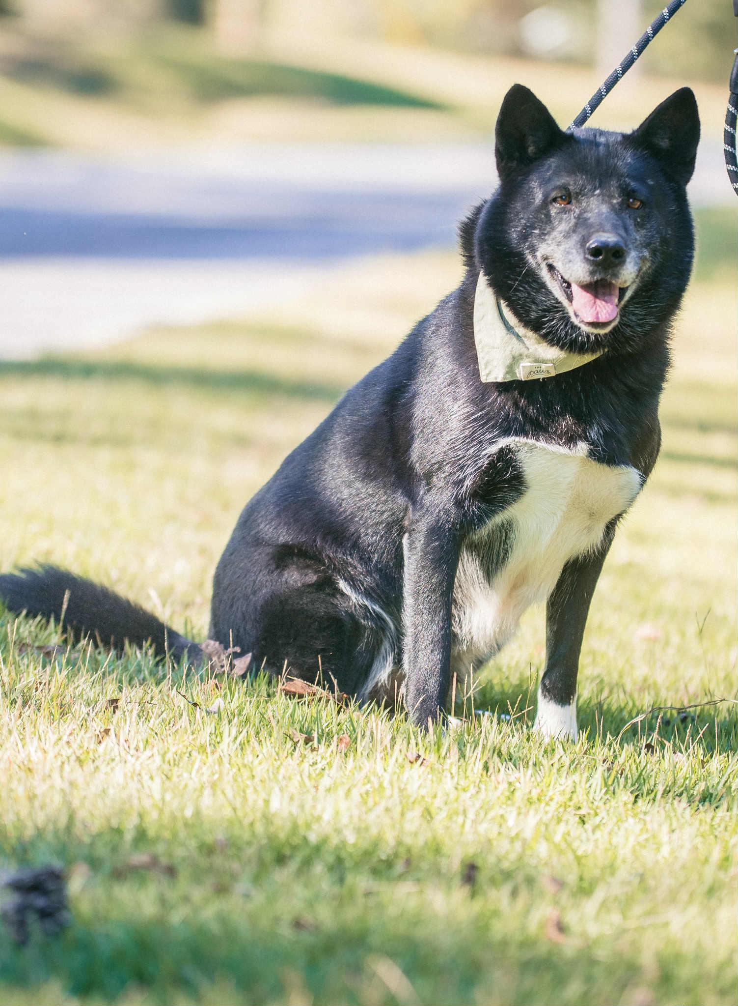 Maxine, an adoptable Shepherd in Carthage, MS, 39051 | Photo Image 3