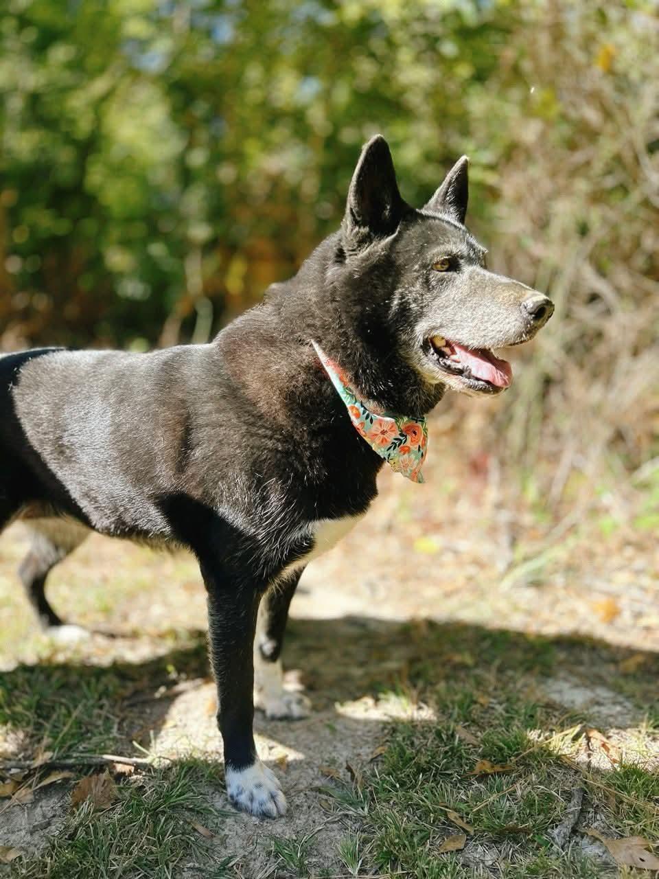 Maxine, a Adoptable mixed breed in Carthage, MS image 5/5