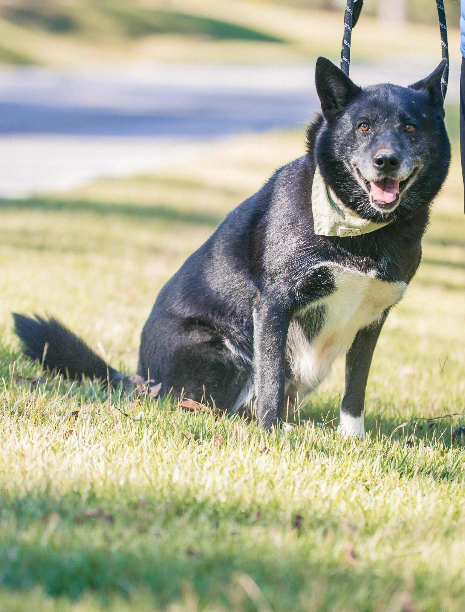 Maxine, a Adoptable mixed breed in Carthage, MS image 3/5