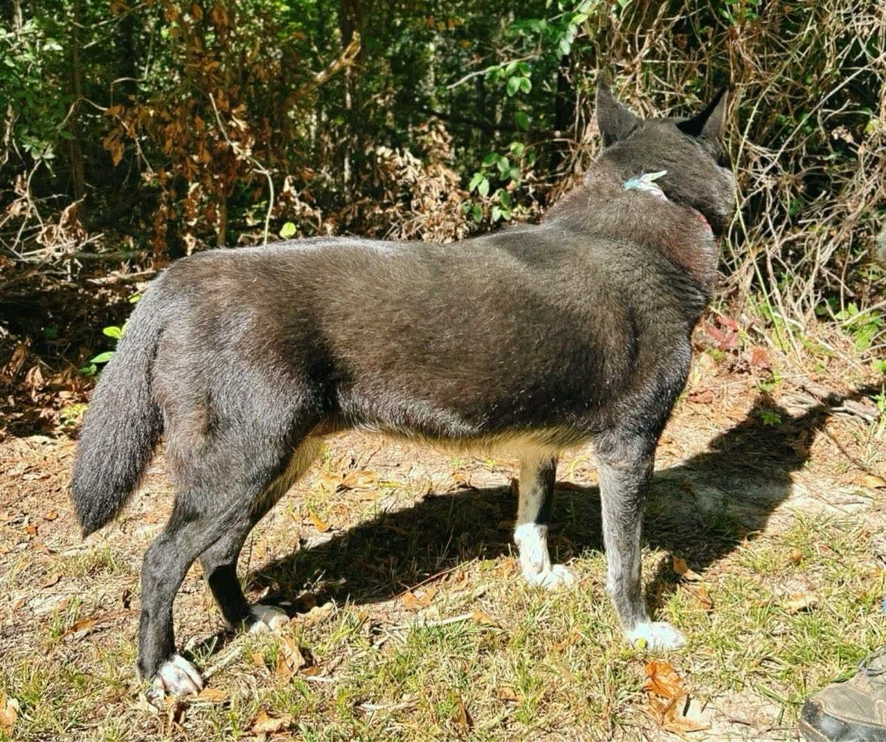 Enlarge Maxine, a Adoptable mixed breed in Carthage, MS image 6/6