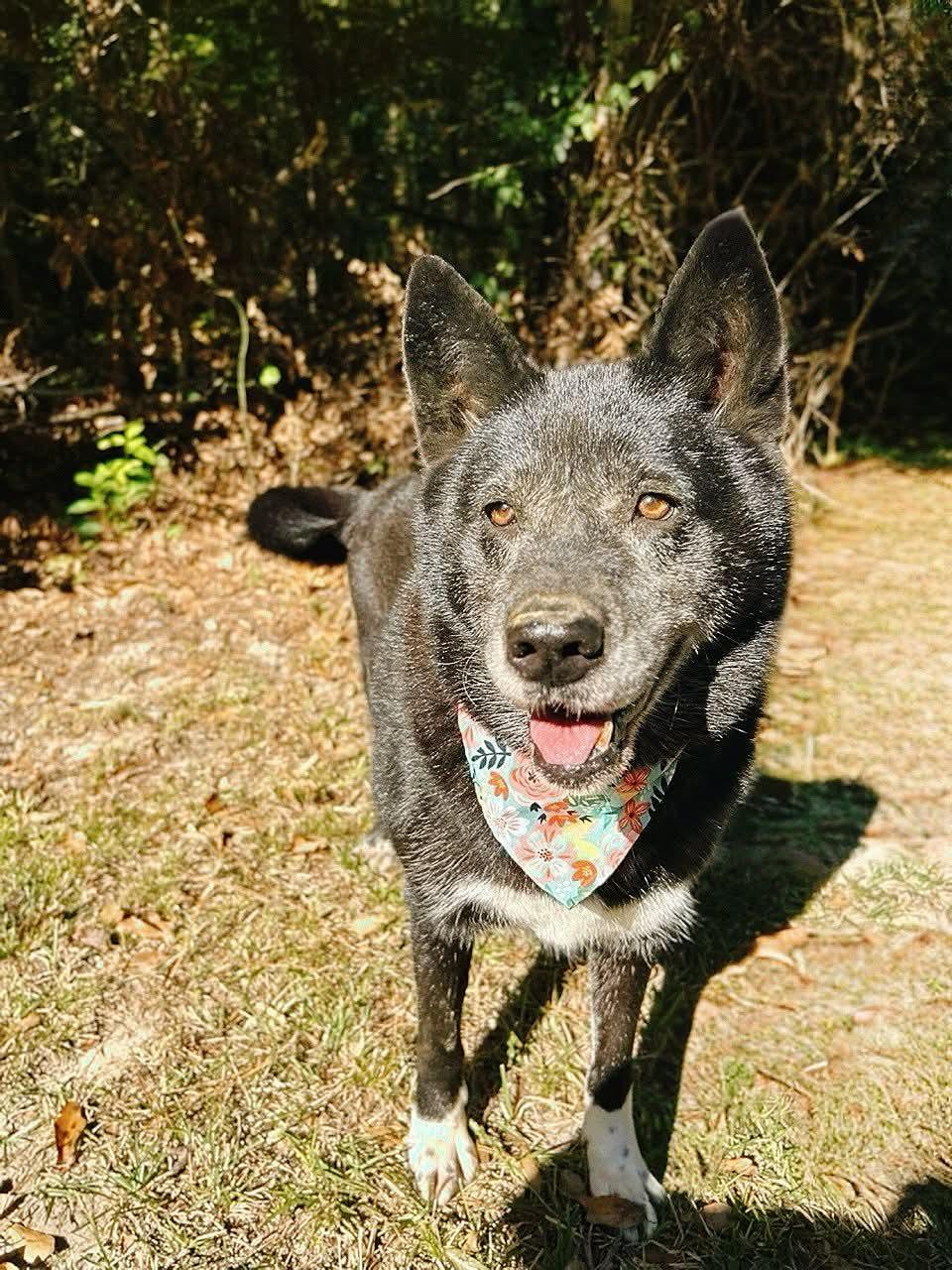 Maxine, an adoptable Shepherd in Carthage, MS, 39051 | Photo Image 1