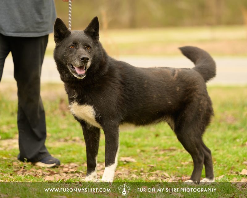Maxine, a Adoptable mixed breed in Carthage, MS image 4/5