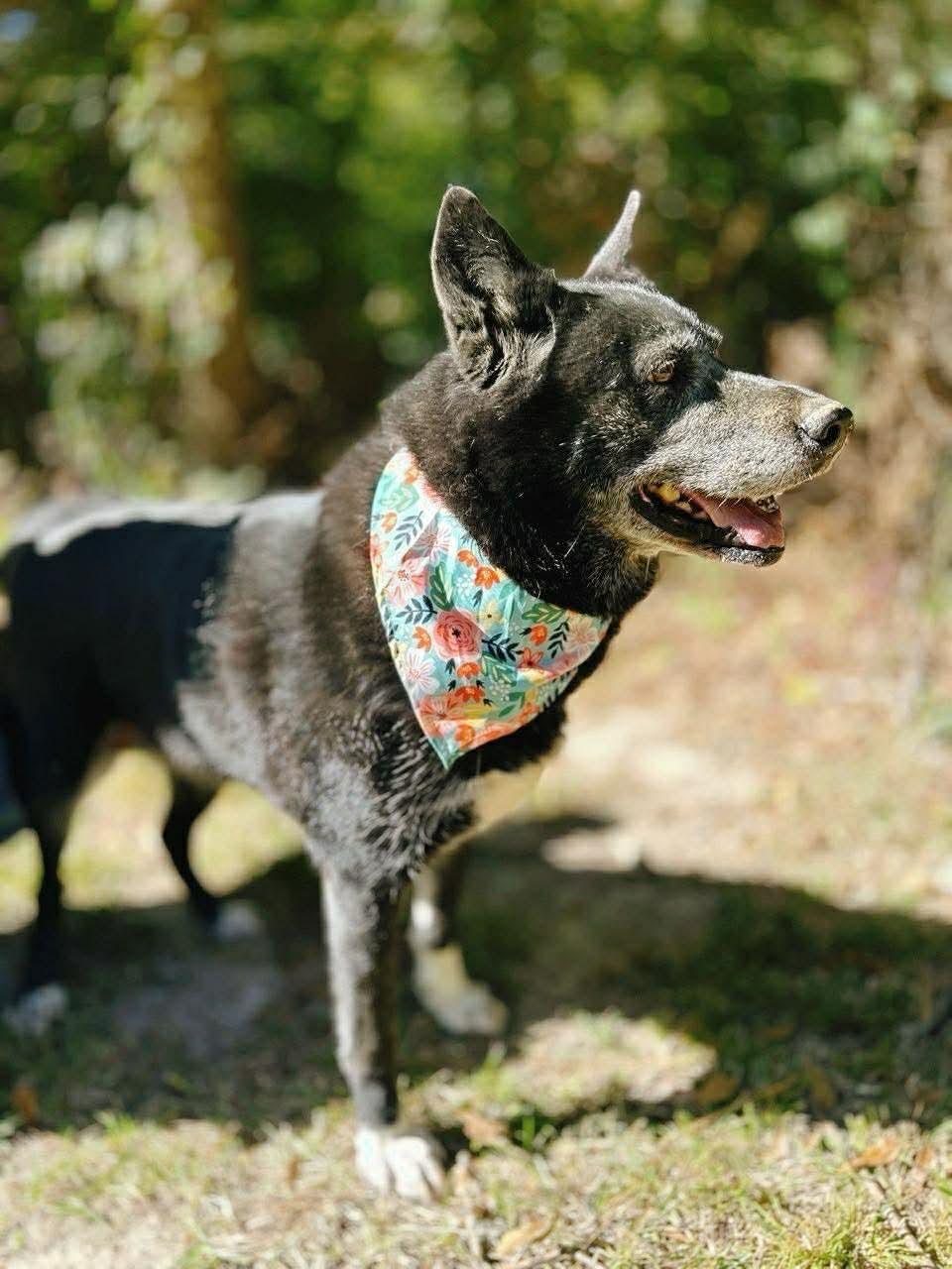 Enlarge Maxine, a Adoptable mixed breed in Carthage, MS image 5/6