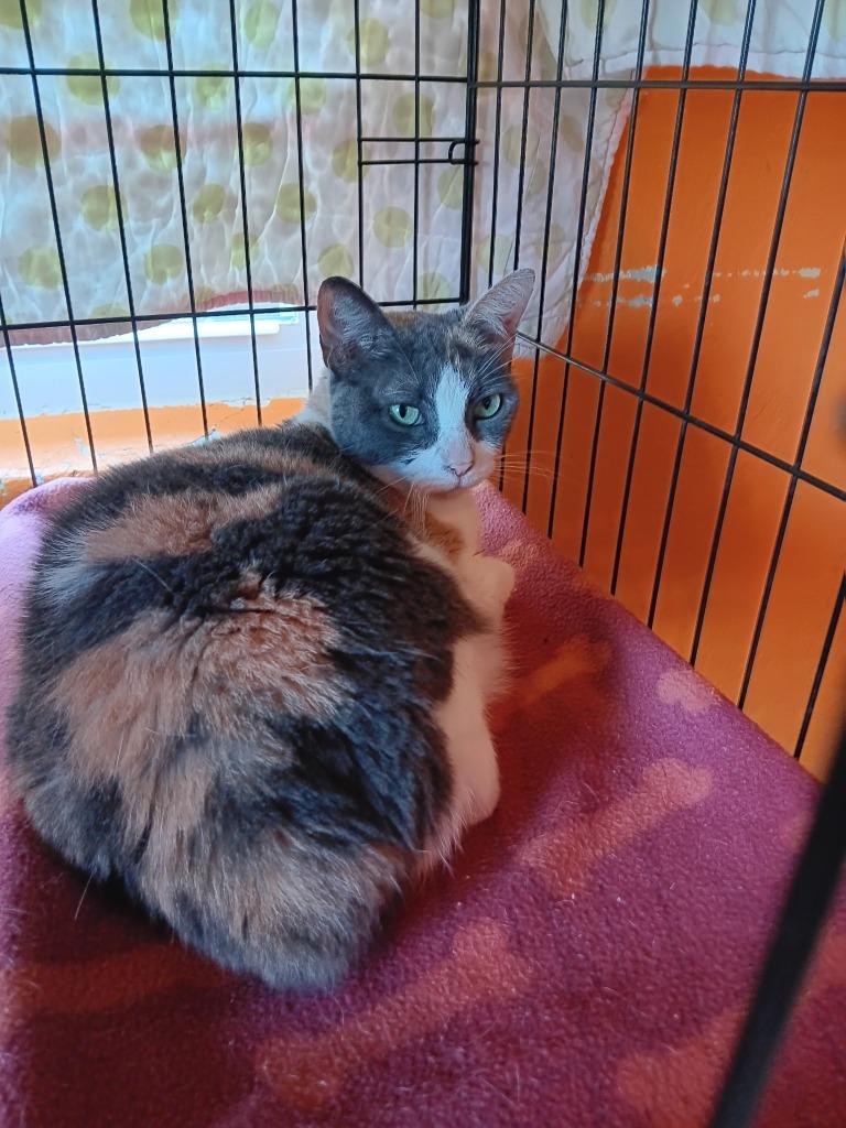 Callie, Adoptable, Senior Female Calico.