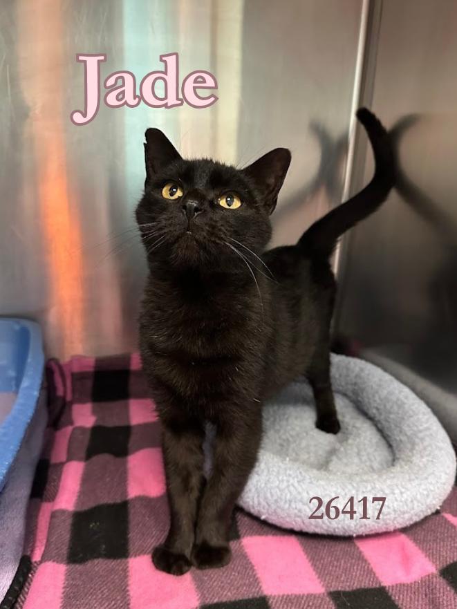 Jade, adopted, Adult Female Domestic Short Hair.