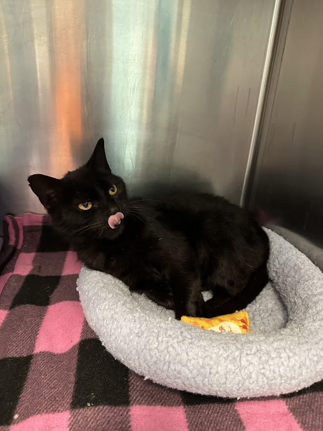 Enlarge Jade, an adopted Domestic Short Hair in Oak Ridge, TN image 2/3