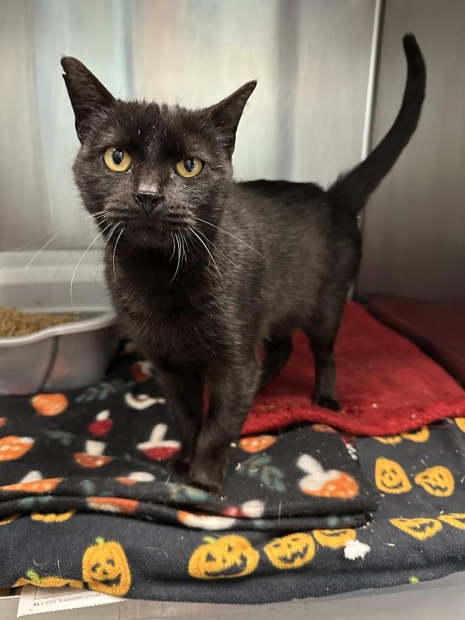 Enlarge Jade, an adopted Domestic Short Hair in Oak Ridge, TN image 3/3