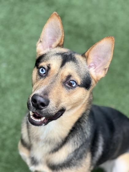 Enlarge Tuco, an adoptable mixed breed in Sacramento, CA image 3/3