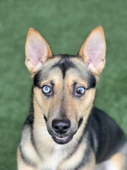 Enlarge Tuco, an adoptable mixed breed in Sacramento, CA image 2/3