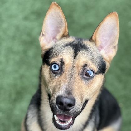 Tuco, adoptable, Young Male Australian Shepherd & German Shepherd Dog.