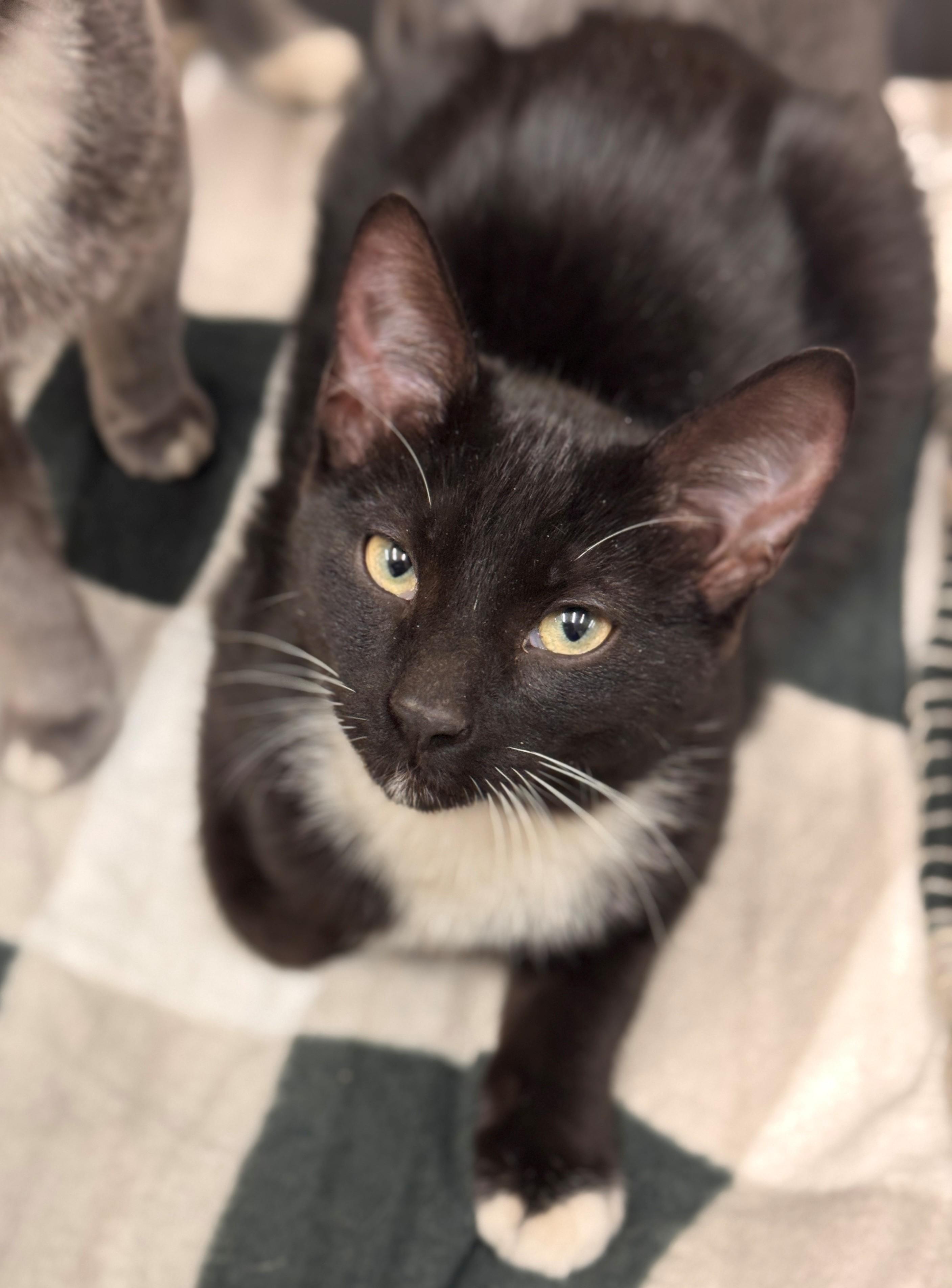 Herschel, ADOPTABLE, Young Male Domestic Short Hair.