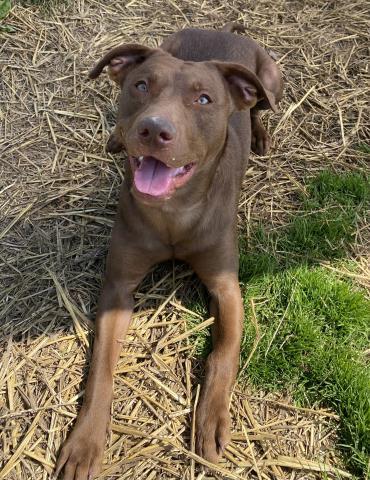 Enlarge CHESSIE, a Adoptable mixed breed in Clinton Township, MI image 1/1