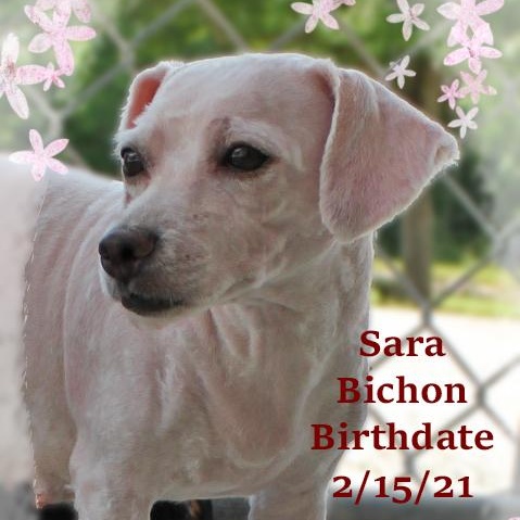 Sara, Adult Female unknown