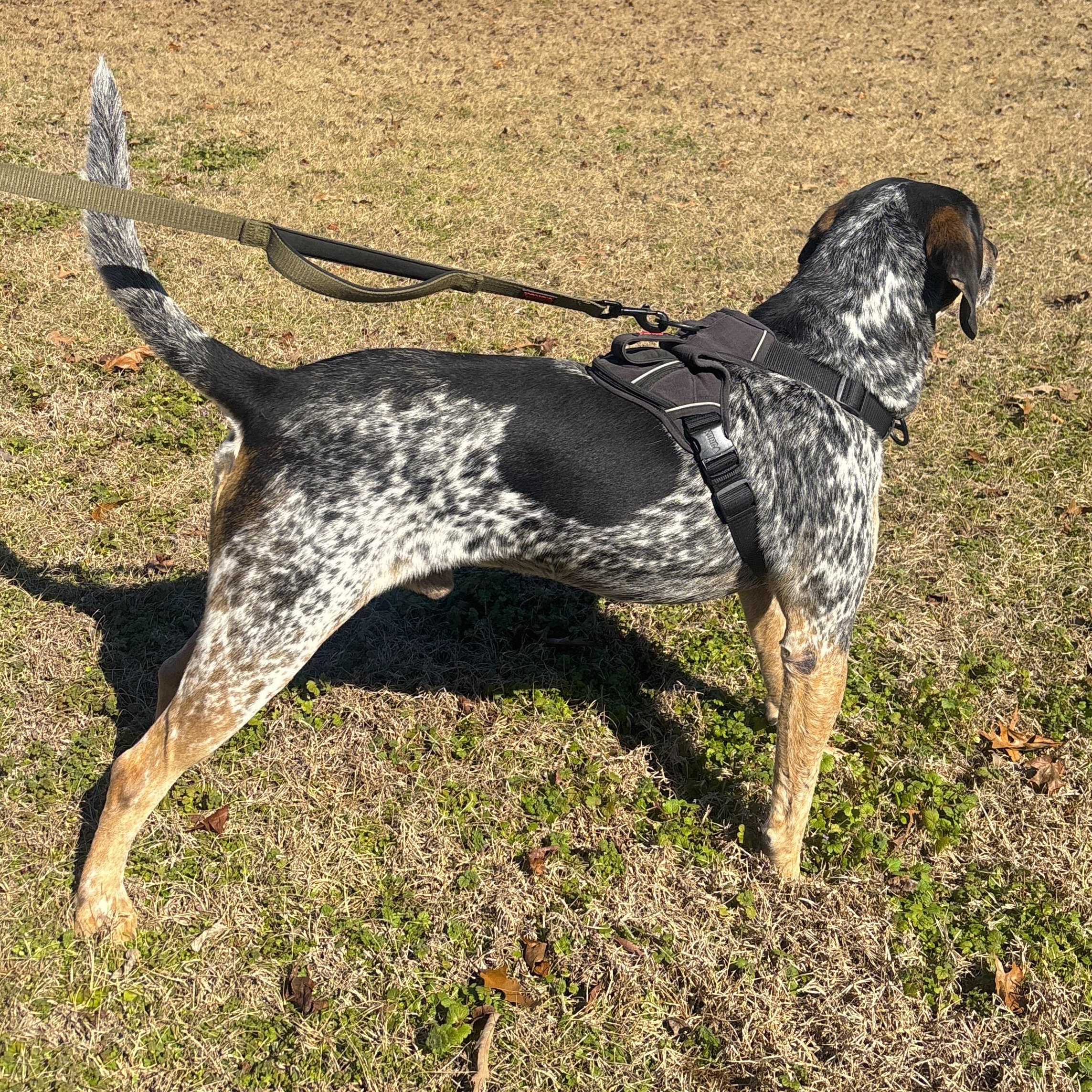 Enlarge Cash, a Adoptable mixed breed in Boston, MA image 5/6