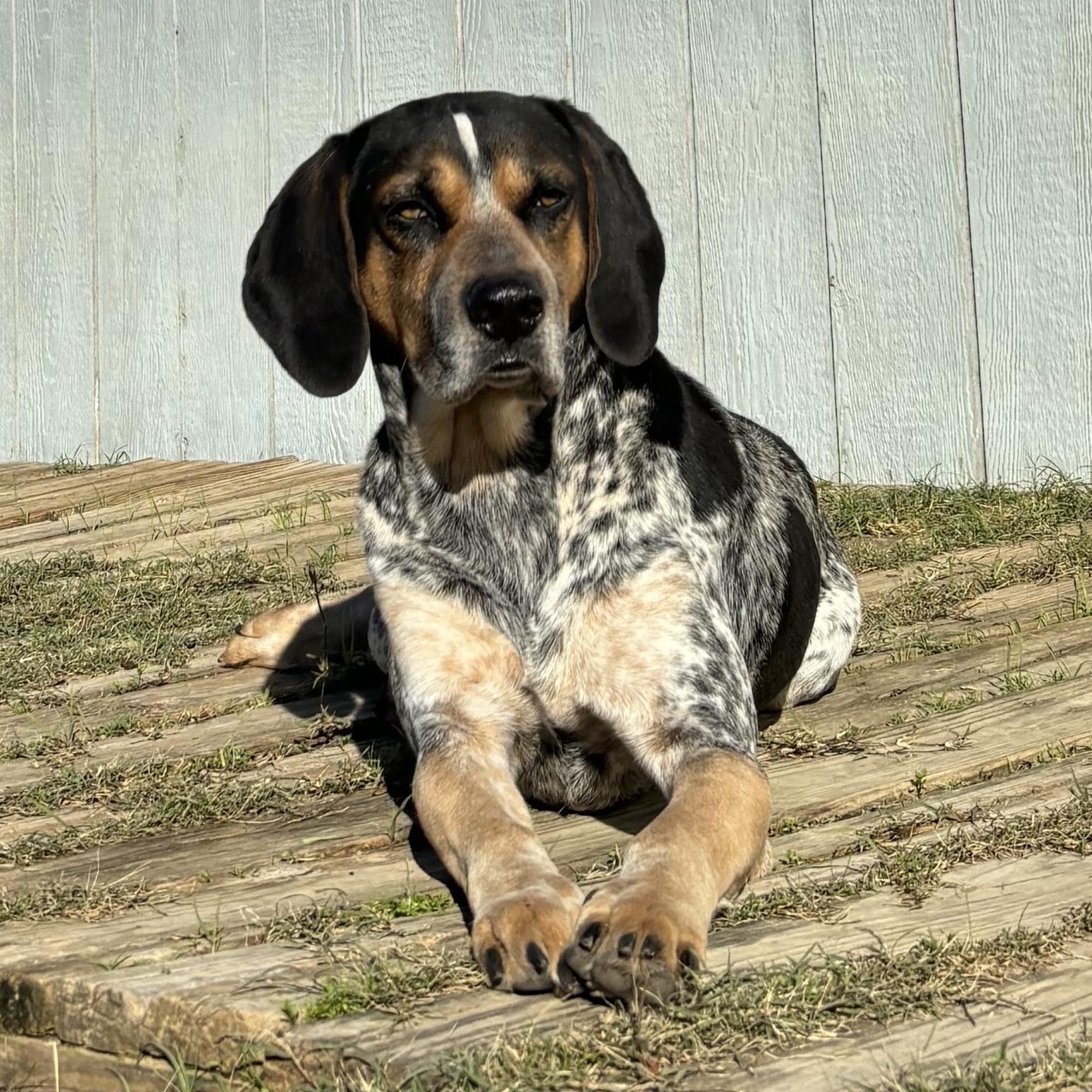 Enlarge Cash, a Adoptable mixed breed in Boston, MA image 1/6