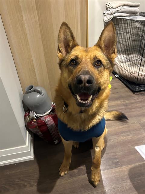 Enlarge HARVEY, a Adoptable German Shepherd Dog in Toronto, ON image 1/1
