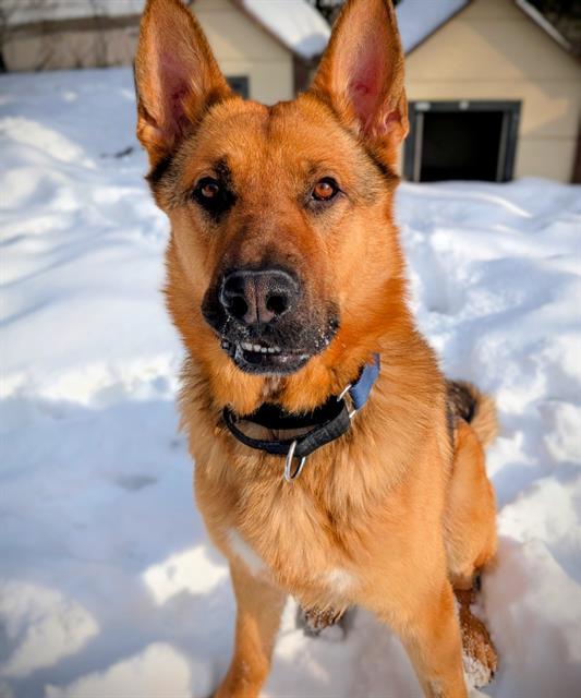 HARVEY, Adoptable, Young Male German Shepherd Dog.