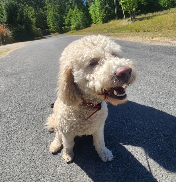 Obi, adopted, Young Male Goldendoodle.