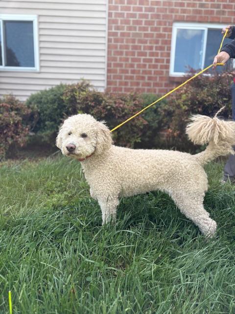 Enlarge Obi, an adopted Goldendoodle in Manhasset, NY image 2/3