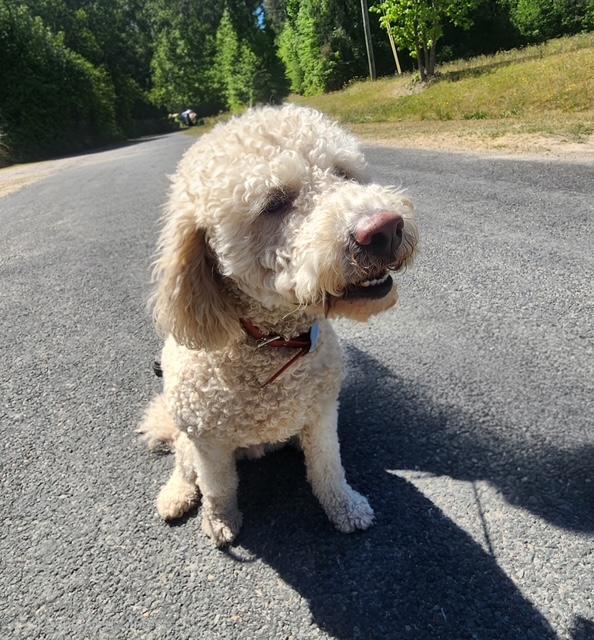 Enlarge Obi, an adopted Goldendoodle in Manhasset, NY image 3/3