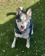Luna, ADOPTABLE, Adult Female Husky.