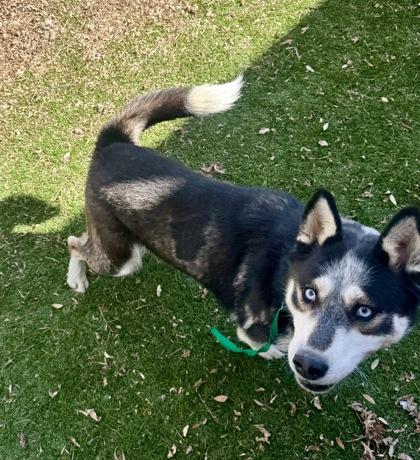 Enlarge Luna, a ADOPTABLE Husky in Haltom City, TX image 2/2