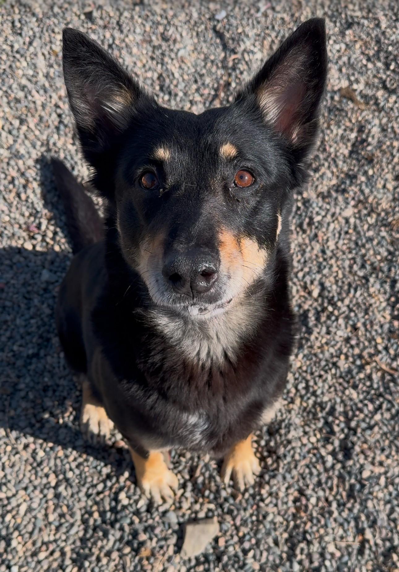 Gemma, Adult Female Australian Kelpie