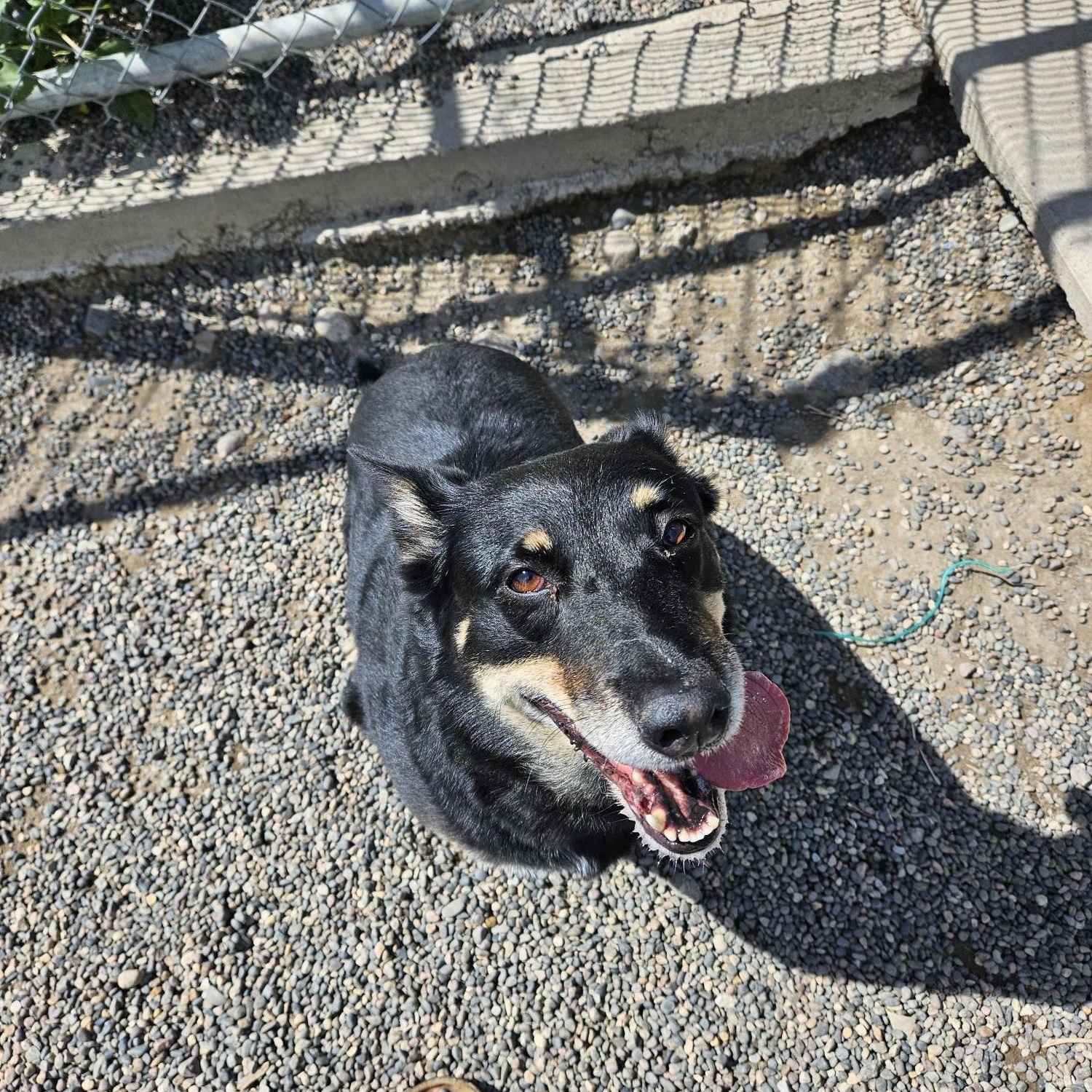 Gemma, an adoptable Australian Kelpie in Billings, MT, 59102 | Photo Image 3