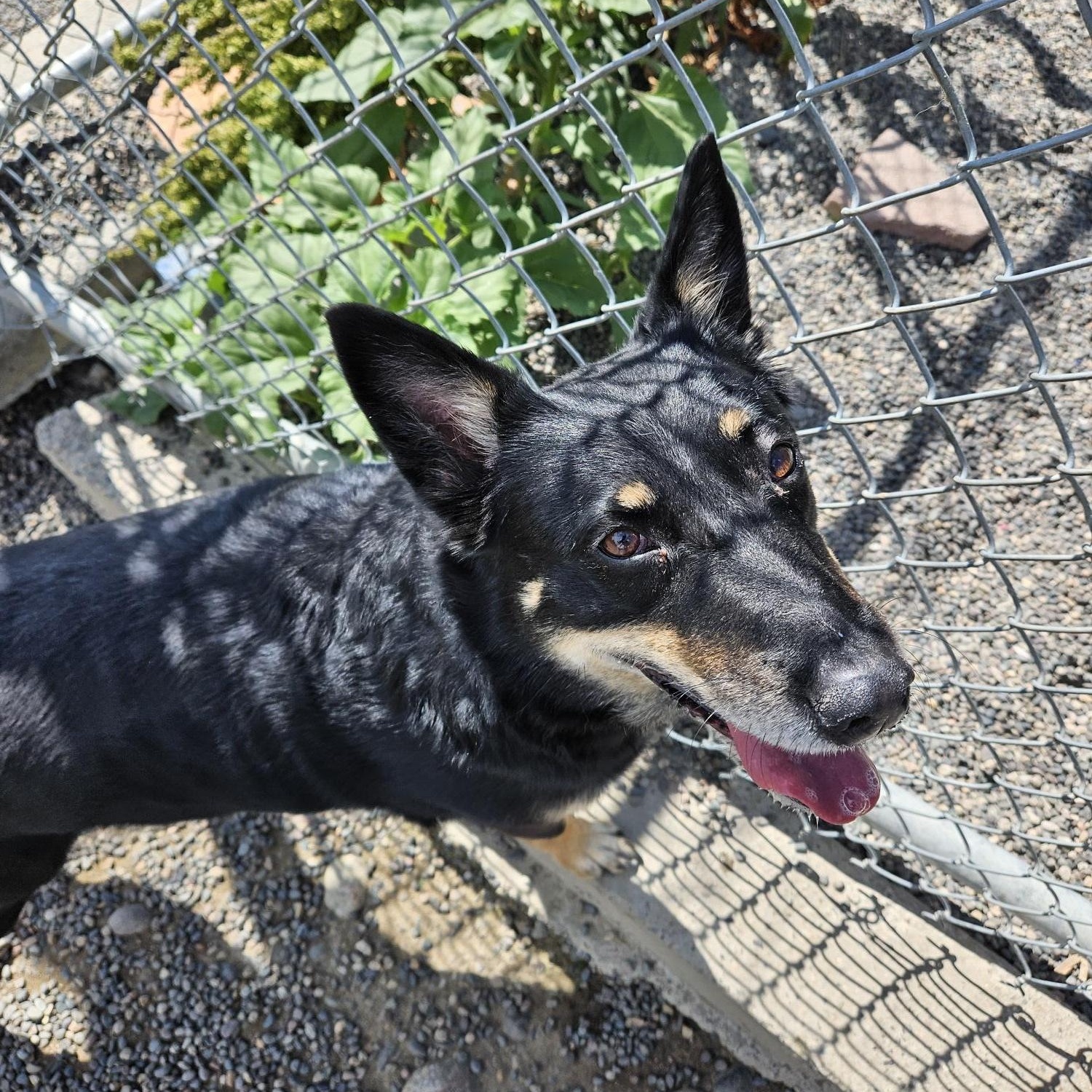 Gemma, an adoptable Australian Kelpie in Billings, MT, 59102 | Photo Image 2