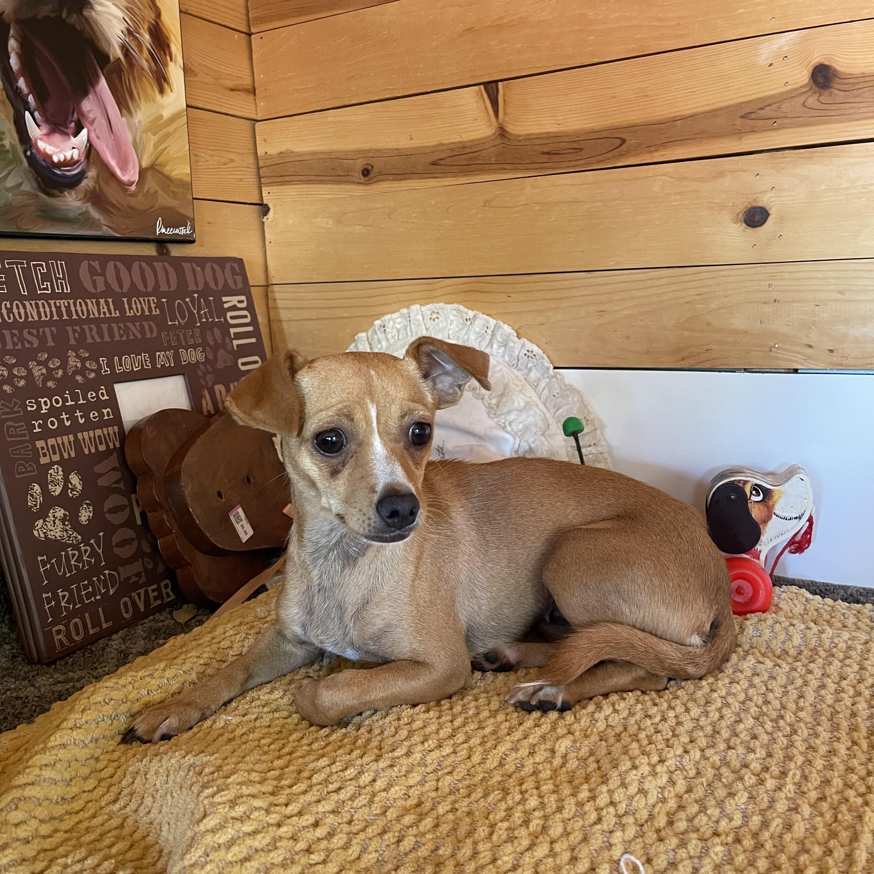 Enlarge Missy, a ADOPTABLE Chihuahua in Vacaville, CA image 4/5