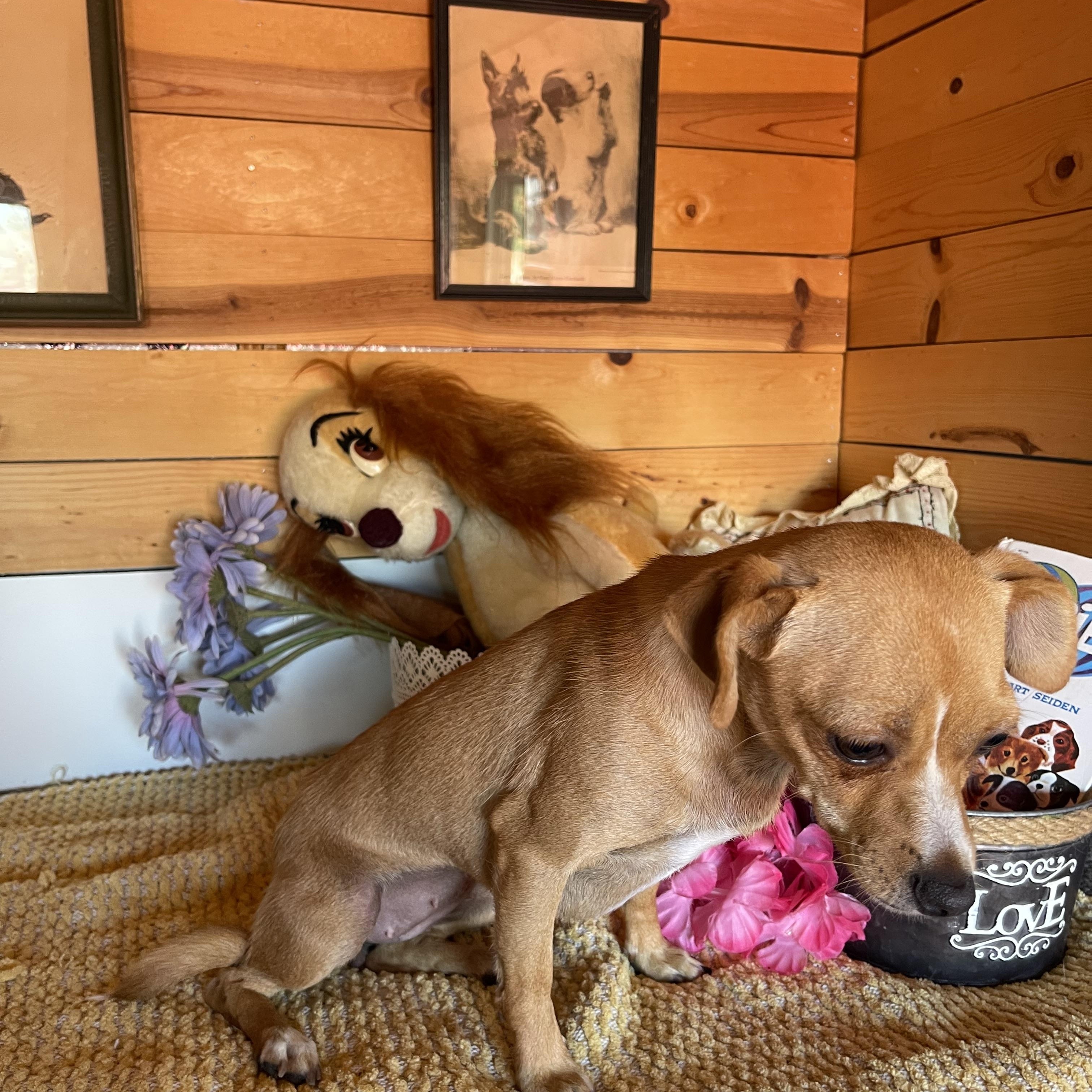 Enlarge Missy, a ADOPTABLE Chihuahua in Vacaville, CA image 3/5