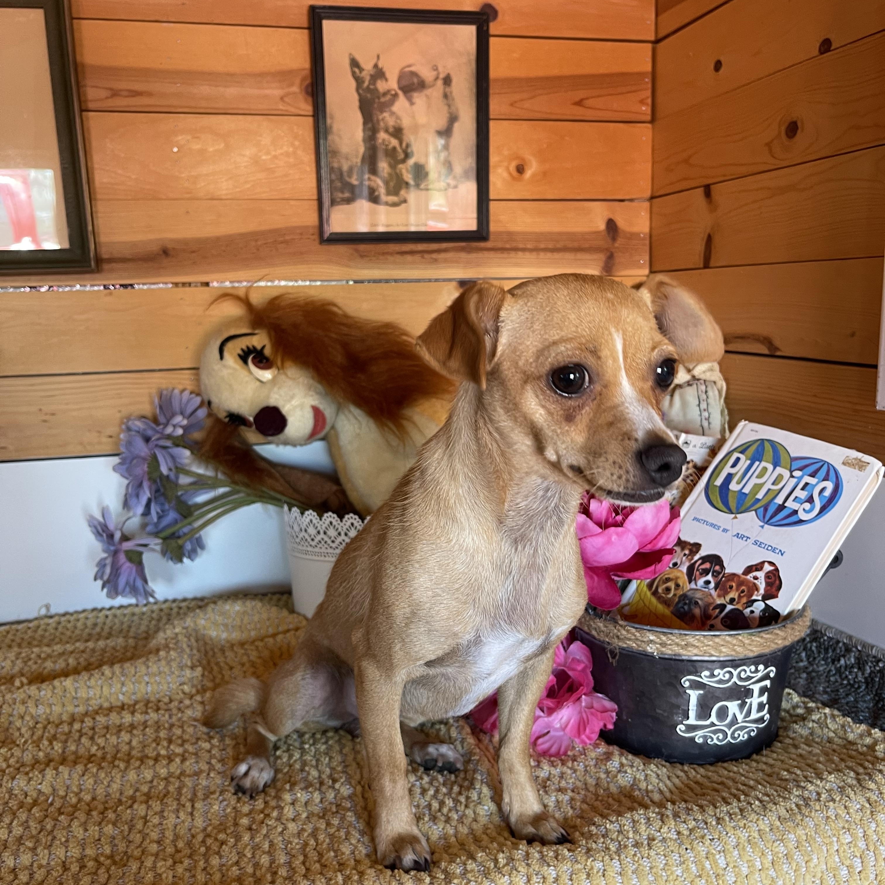Enlarge Missy, a ADOPTABLE Chihuahua in Vacaville, CA image 5/5