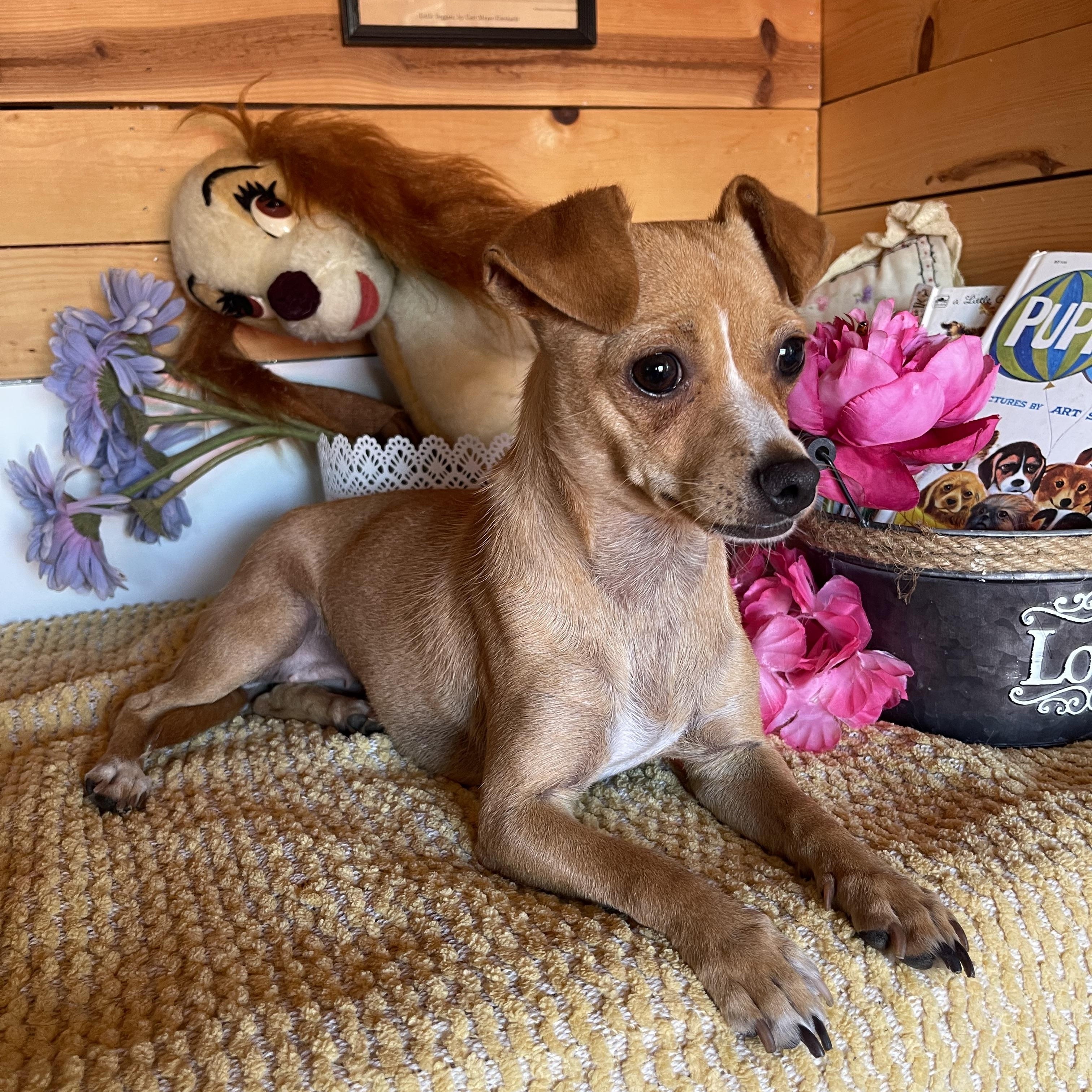 Enlarge Missy, a ADOPTABLE Chihuahua in Vacaville, CA image 2/5