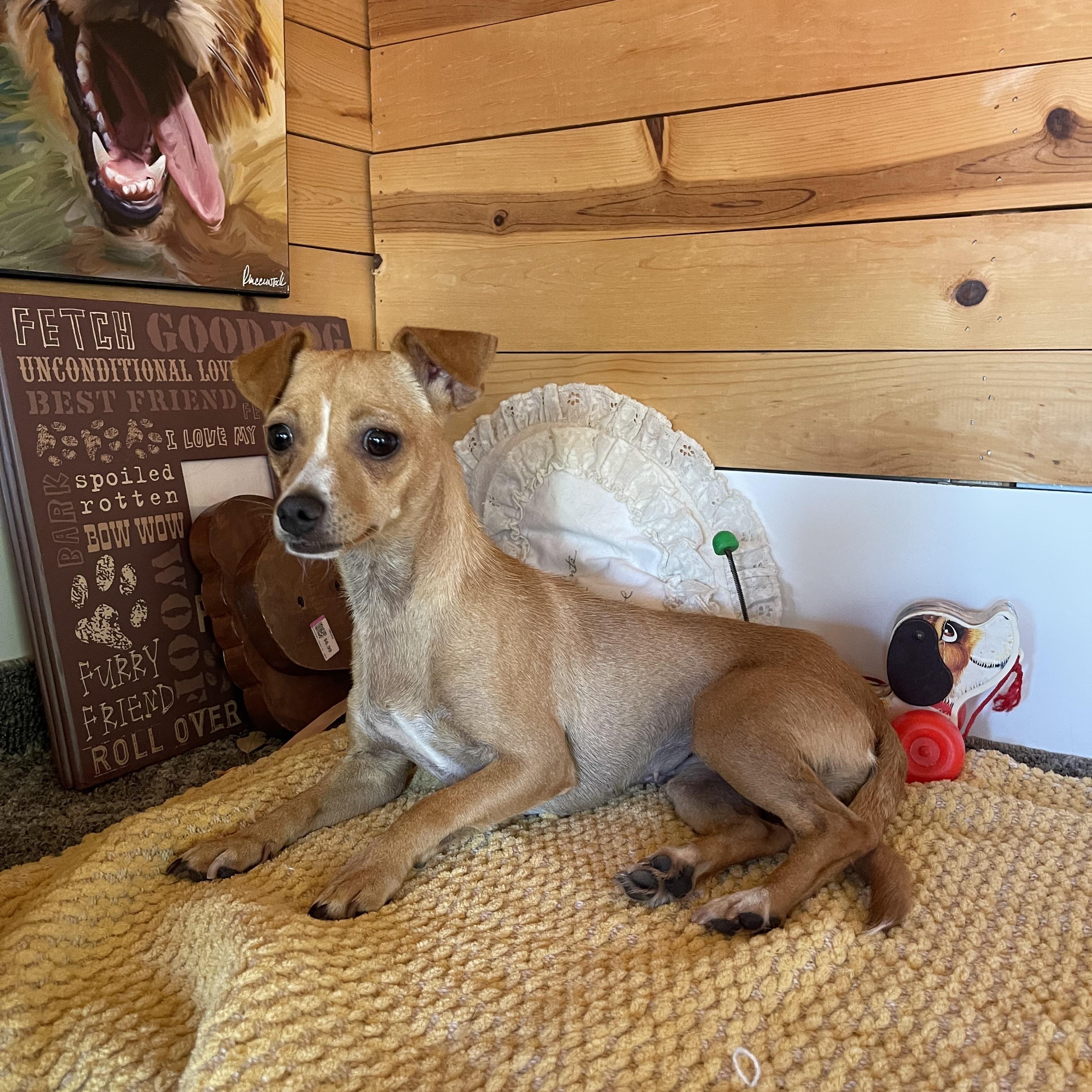 Enlarge Missy, a ADOPTABLE Chihuahua in Vacaville, CA image 1/5