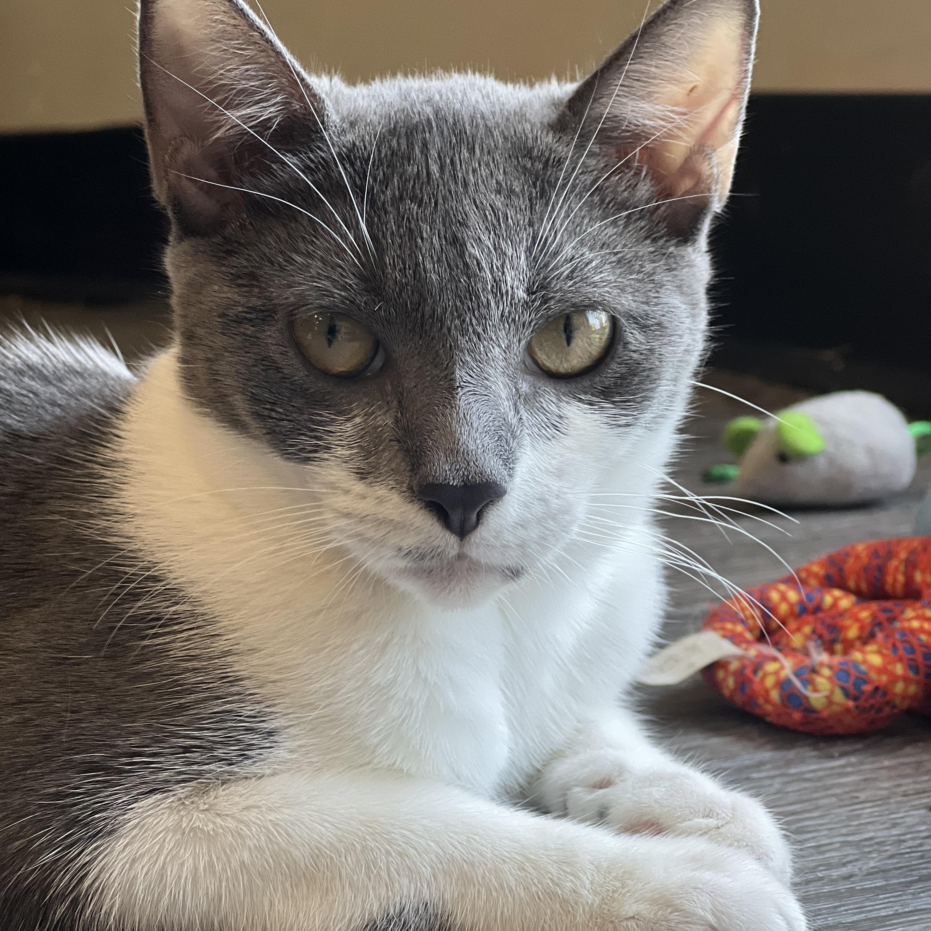 Cleo