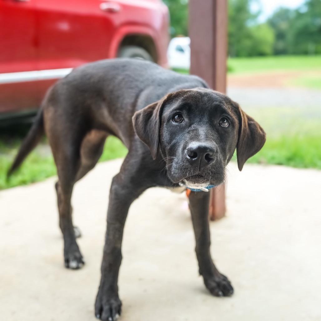 Bea, Adoptable, Young Female Great Pyrenees & Mixed Breed.