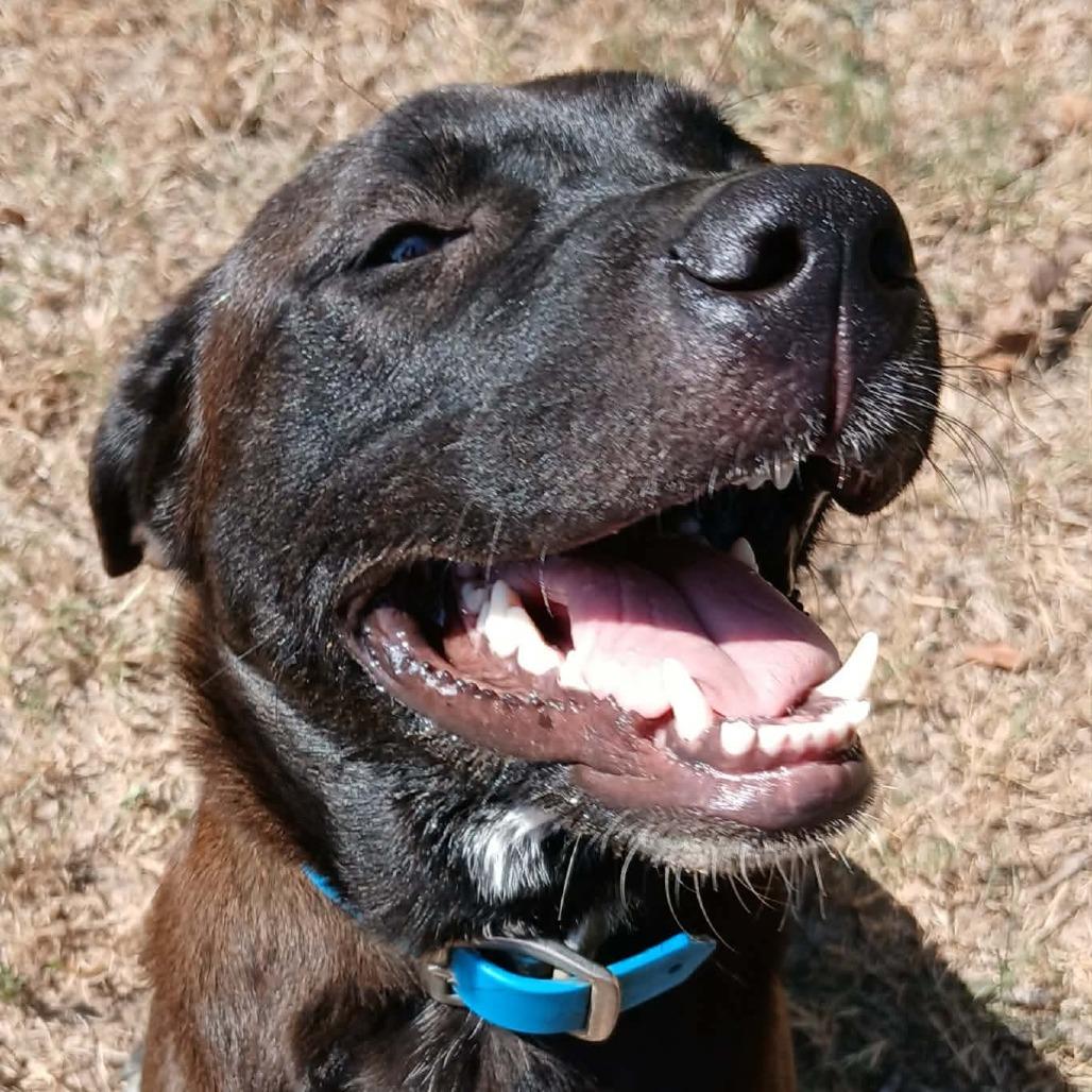 Enlarge Bea, a Adoptable mixed breed in Wadena, MN image 2/6