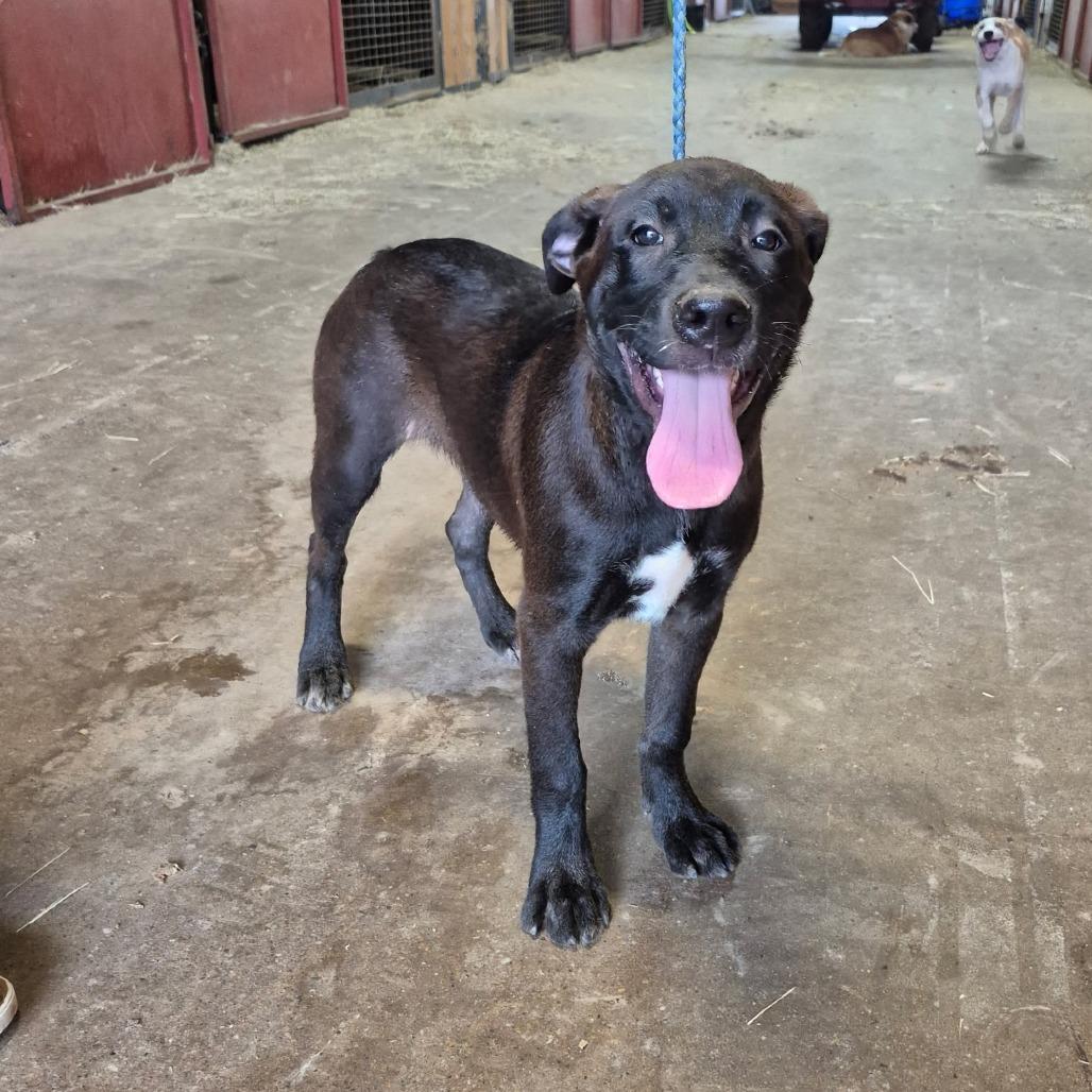 Enlarge Bea, a Adoptable mixed breed in Wadena, MN image 3/6