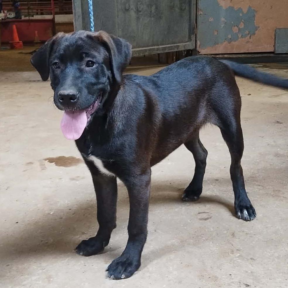 Enlarge Bea, a Adoptable mixed breed in Wadena, MN image 4/6