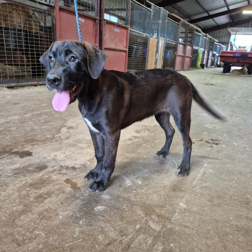 Enlarge Bea, a Adoptable mixed breed in Wadena, MN image 5/6
