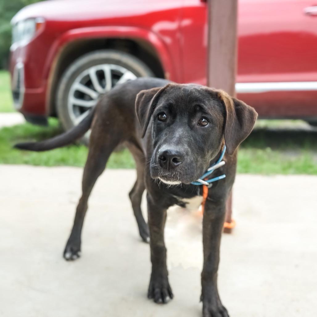 Enlarge Bea, a Adoptable mixed breed in Wadena, MN image 6/6