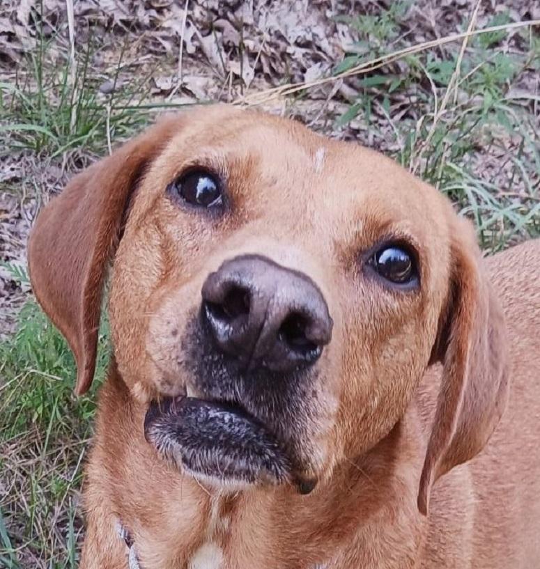 Enlarge ROSIE, a Adoptable mixed breed in Pegram, TN image 6/6
