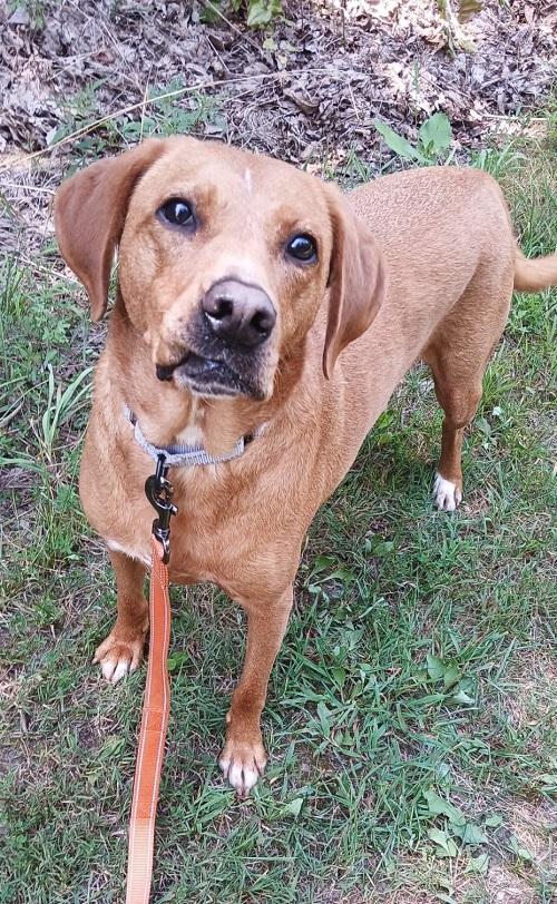 Enlarge ROSIE, a Adoptable mixed breed in Pegram, TN image 5/6