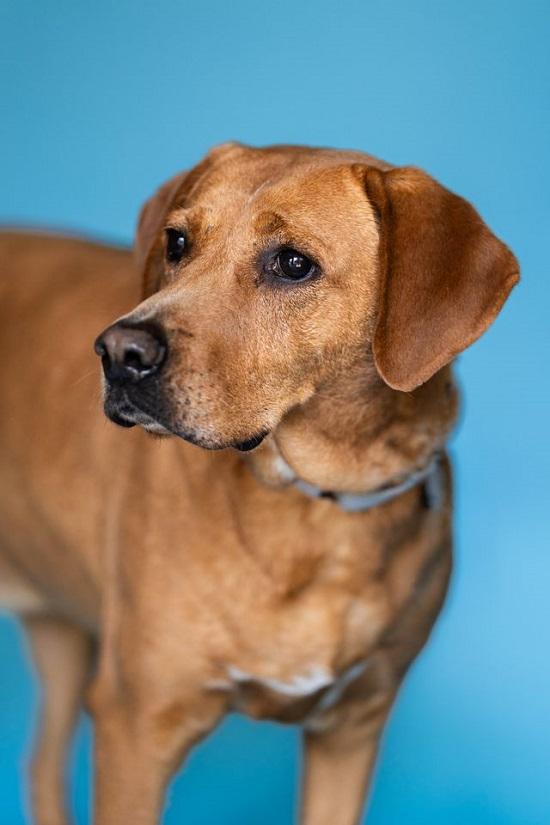 Enlarge ROSIE, a Adoptable mixed breed in Pegram, TN image 4/6