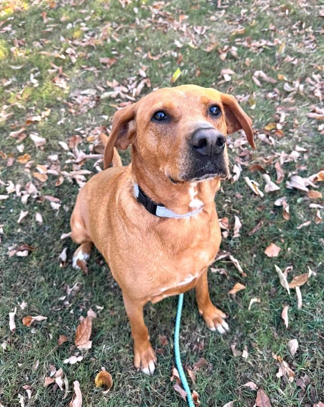 Enlarge ROSIE, a Adoptable mixed breed in Pegram, TN image 3/6