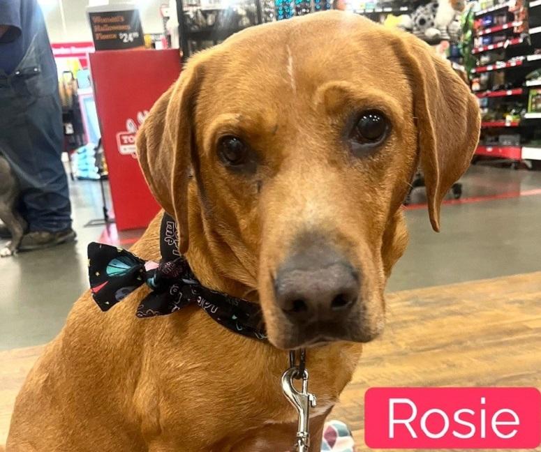 Enlarge ROSIE, a Adoptable mixed breed in Pegram, TN image 2/6