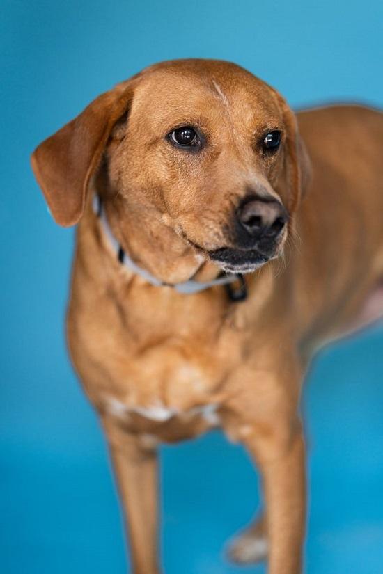 ROSIE, Adoptable, Adult Female Labrador Retriever.