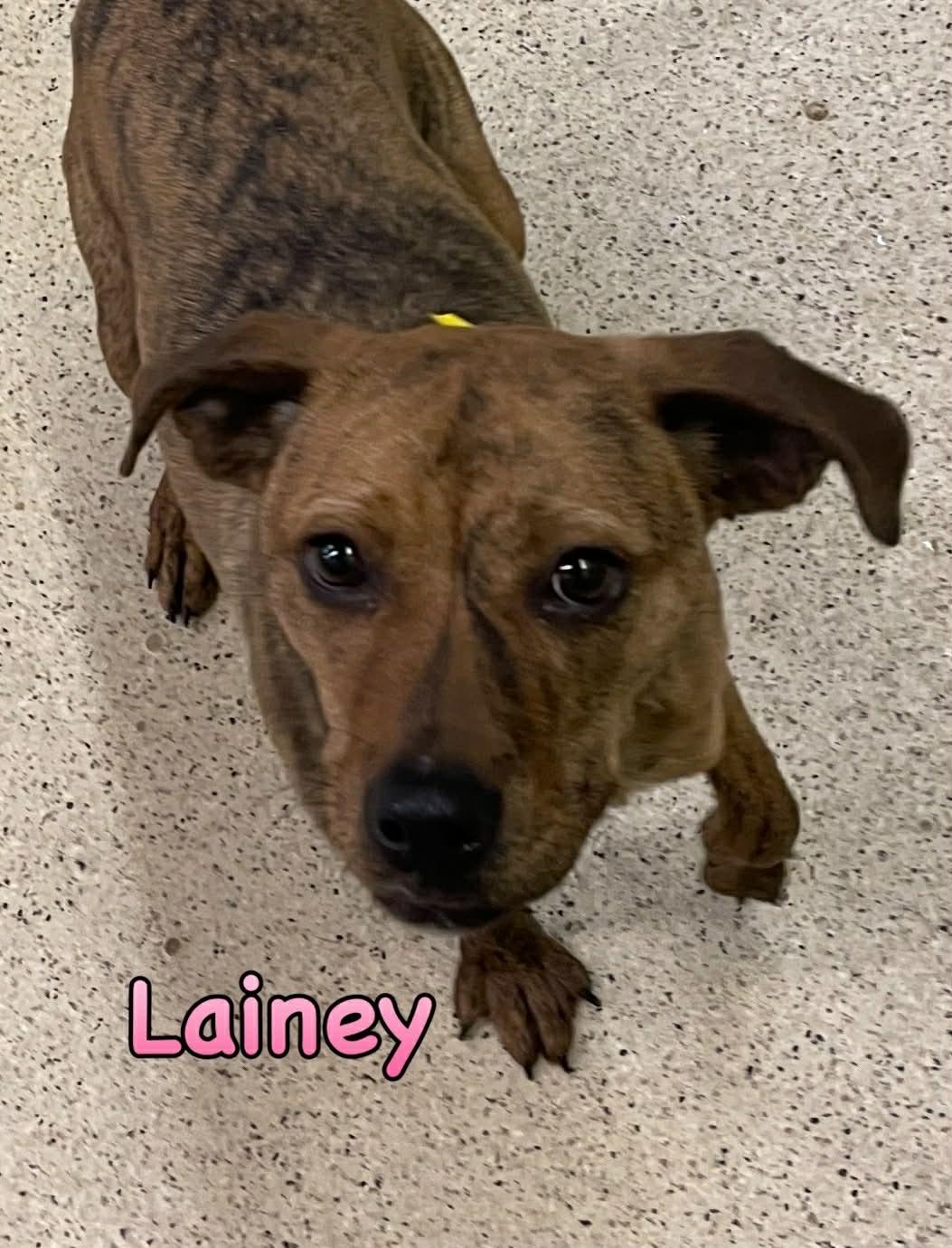 Lainey — thumbnail 4