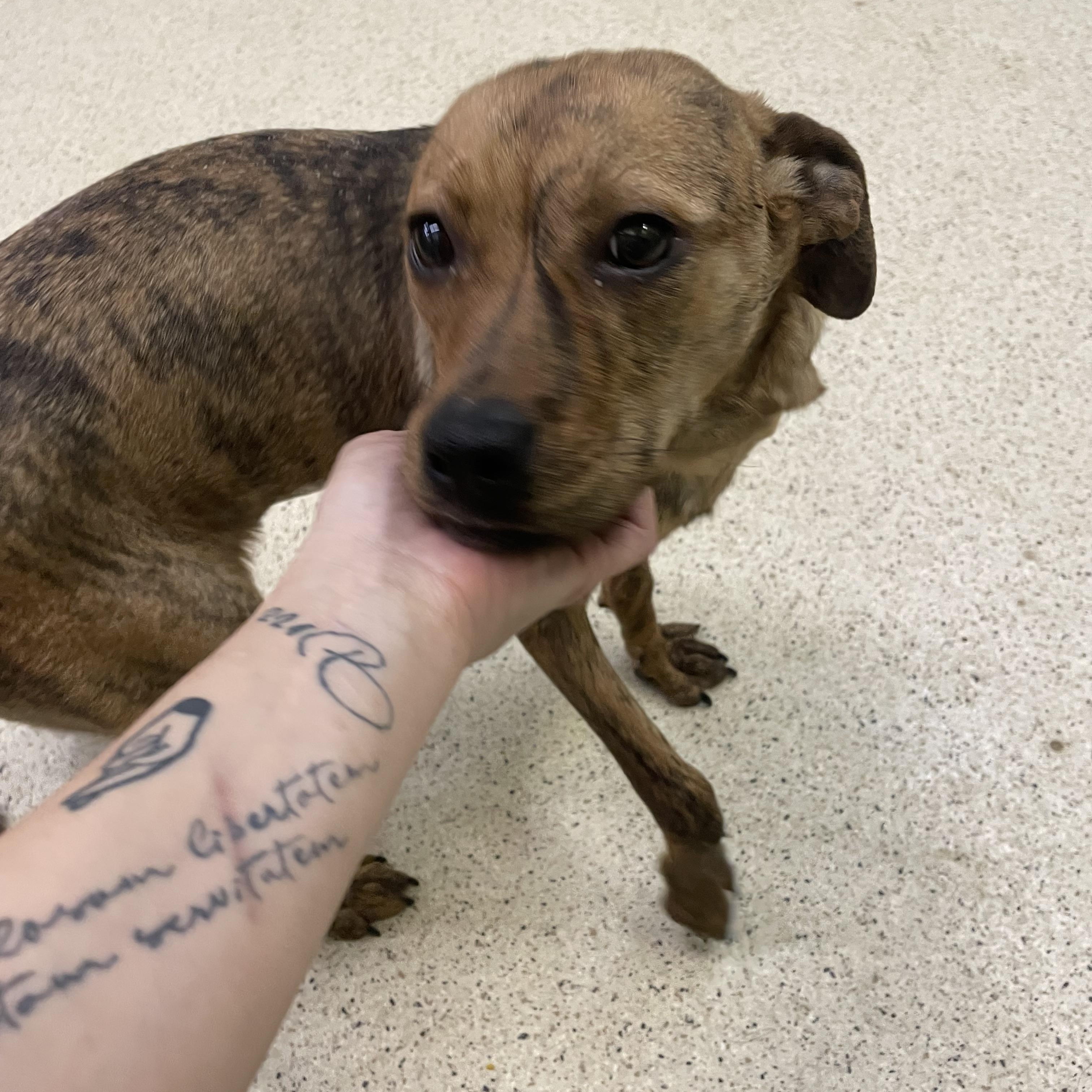 Lainey — thumbnail 6