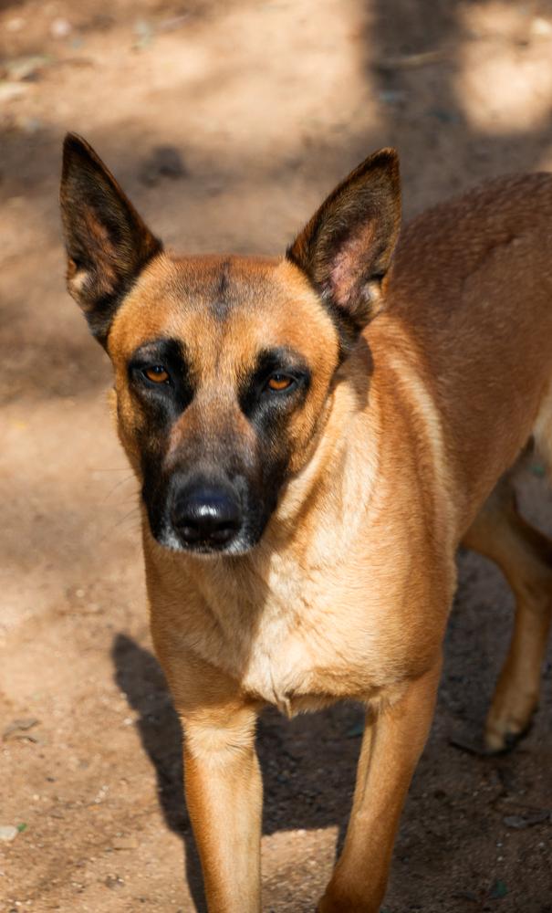 Luna-Mama, a Adoptable mixed breed in Bonita, CA image 1/3